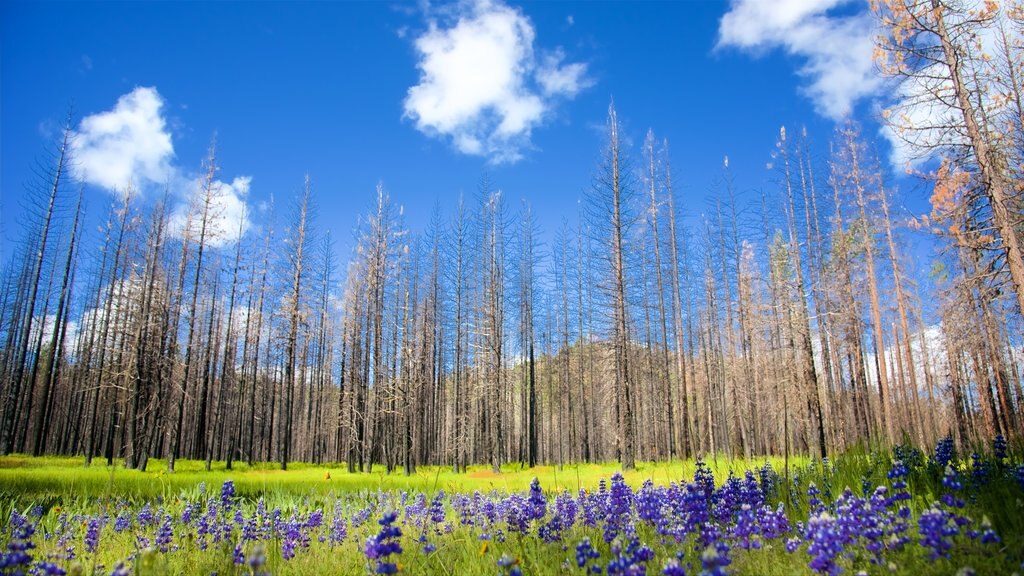 Hetch Hetchy Reservoir which includes forest scenes, wildflowers and tranquil scenes