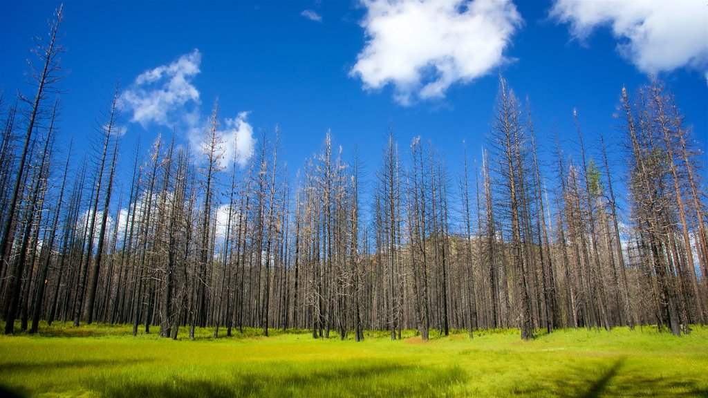 Reserva Hetch Hetchy que incluye bosques y escenas tranquilas