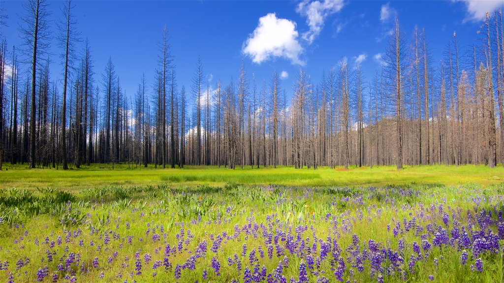 Hetch Hetchy Reservoir presenterar stillsam natur, blommor och skogar