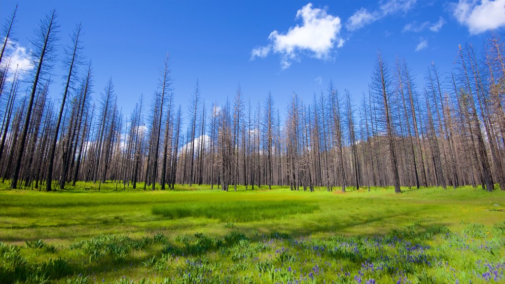 Hetch Hetchy Reservoir showing tranquil scenes and forest scenes