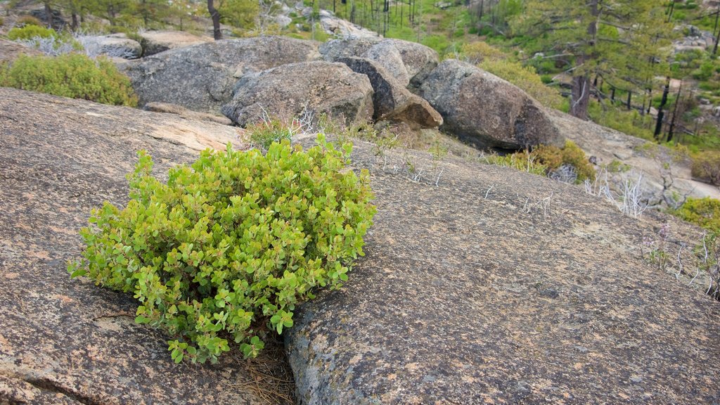 Hetch Hetchy Lake bevat vredige uitzichten