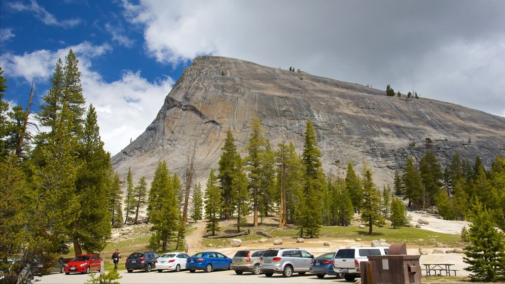 Lembert Dome which includes forest scenes and mountains