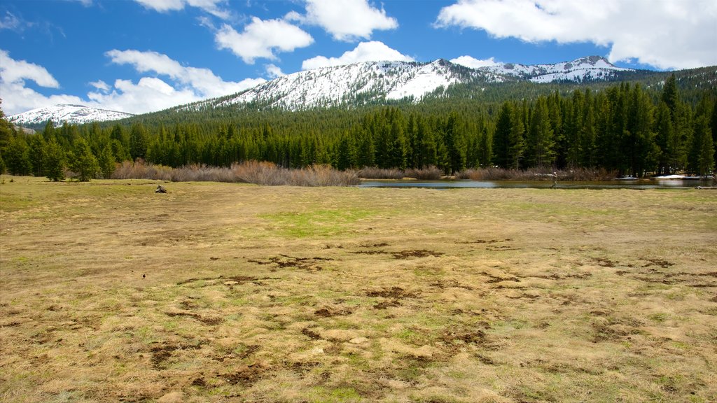 Lembert Dome showing tranquil scenes