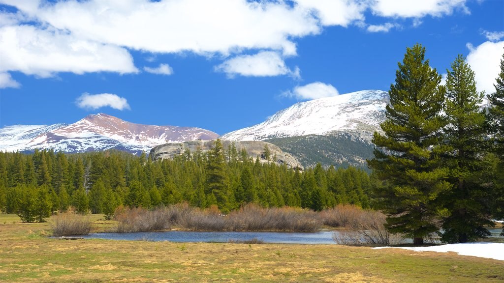 Lembert Dome featuring forests and tranquil scenes