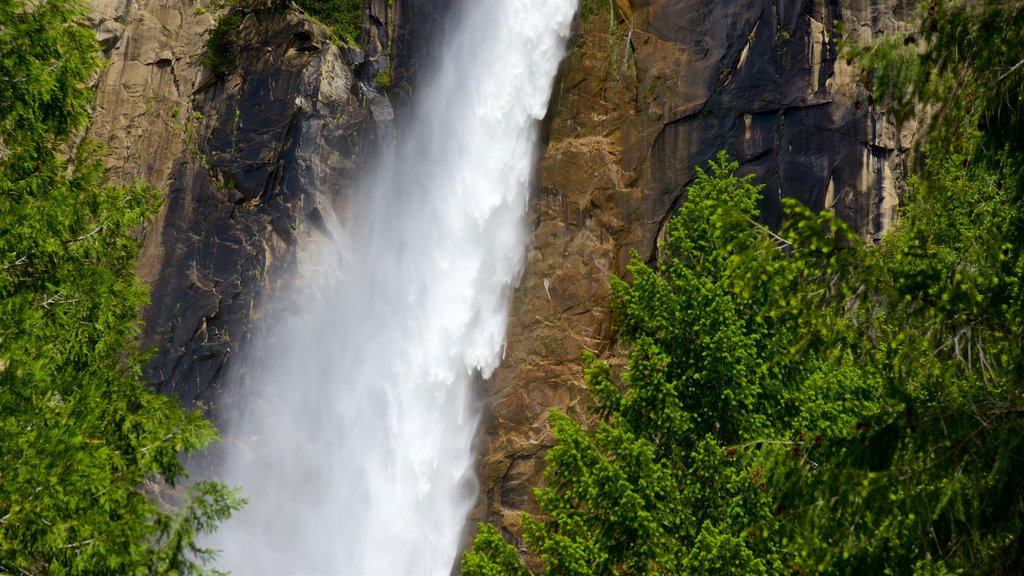 Bridalveil Fall mostrando una cascada y imágenes de bosques