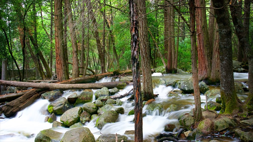 Bridalveil Falls showing forest scenes and rapids