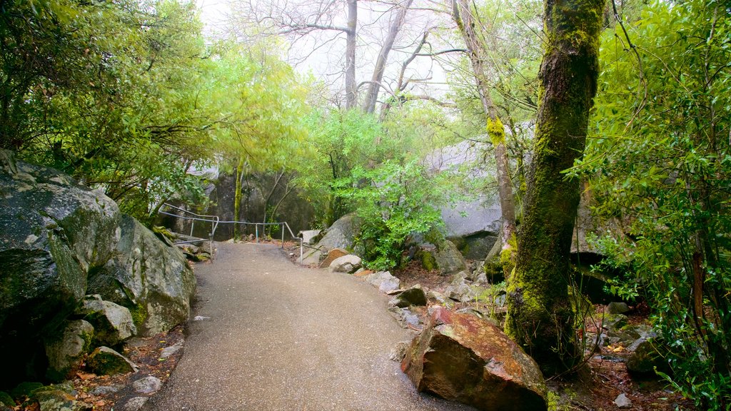 Bridalveil Falls featuring tranquil scenes and forests