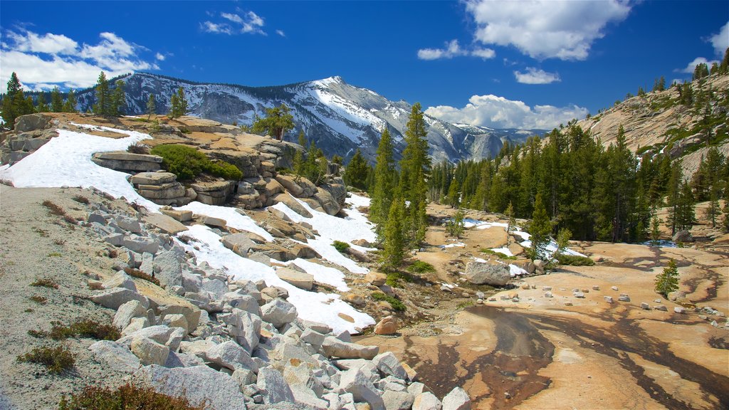 Olmsted Point showing forests, snow and tranquil scenes