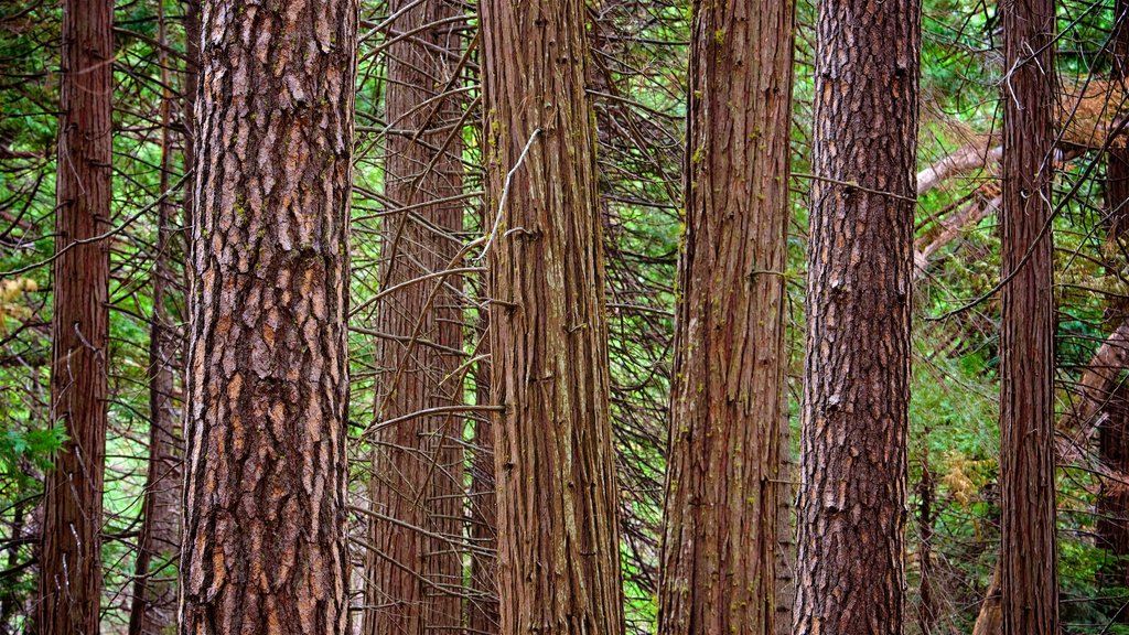 Yosemite National Park showing forest scenes