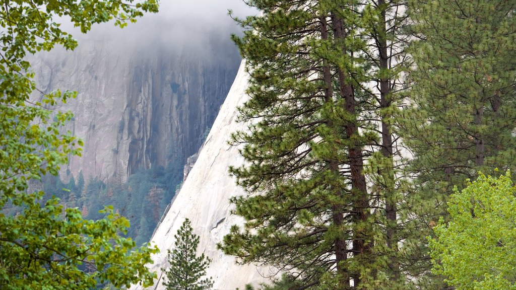 Parc national de Yosemite montrant montagnes