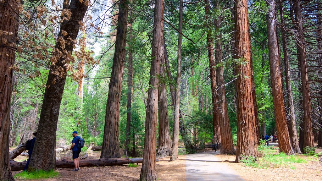 Parque Nacional Yosemite ofreciendo escenas forestales y también un hombre