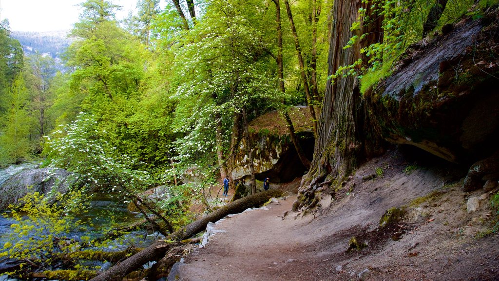 Parque Nacional Yosemite ofreciendo escenas forestales