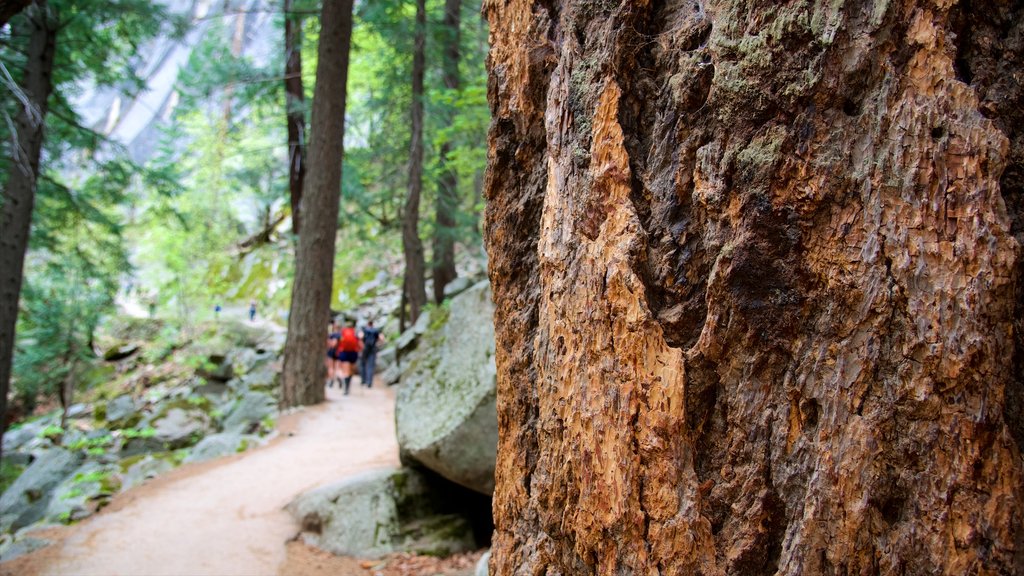 Parque Nacional Yosemite ofreciendo bosques