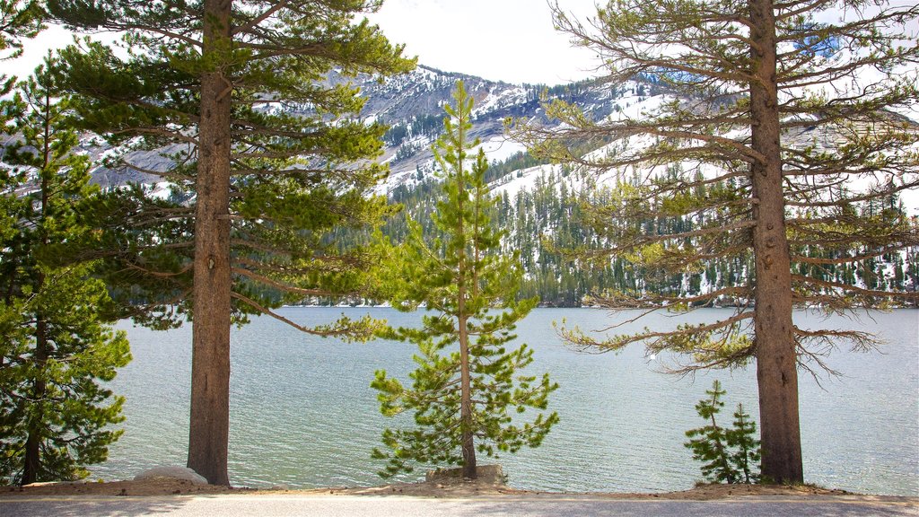 Tenaya Lake which includes a lake or waterhole