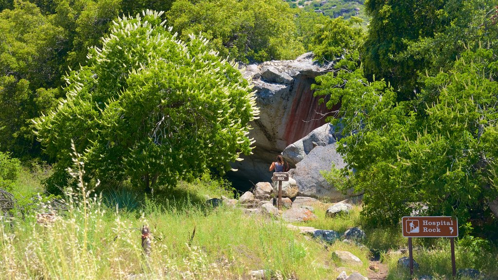 Sequoia National Park which includes signage and caves