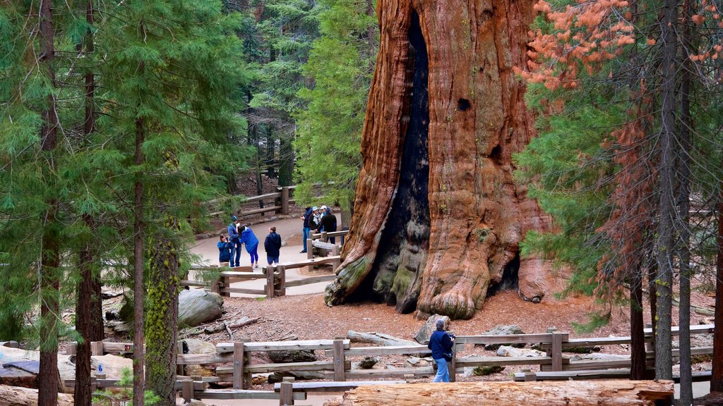 Sequoia National Park som visar skogslandskap såväl som en liten grupp av människor