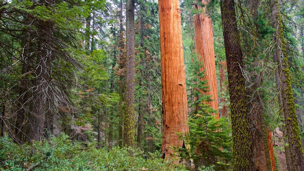 Sequoia National Park que incluye escenas forestales