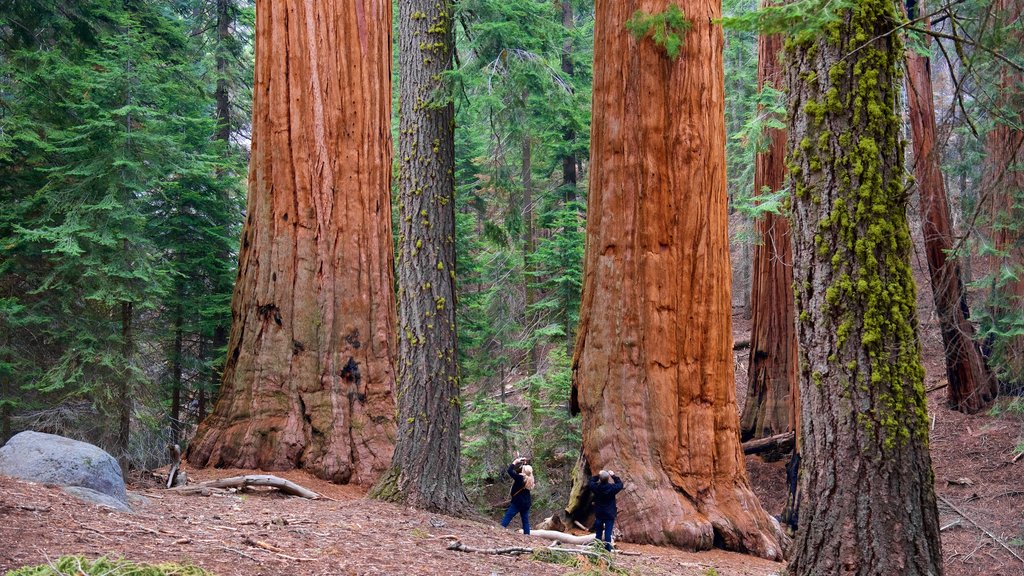 Sequoia National Park showing forests