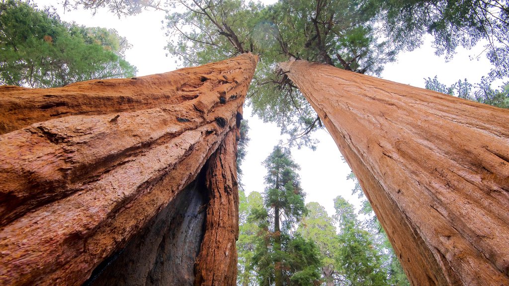 Sequoia National Park inclusief bossen