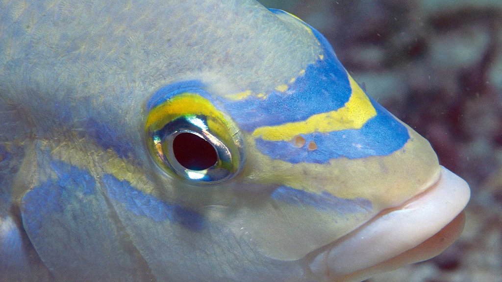 Côte de corail mettant en vedette vie marine