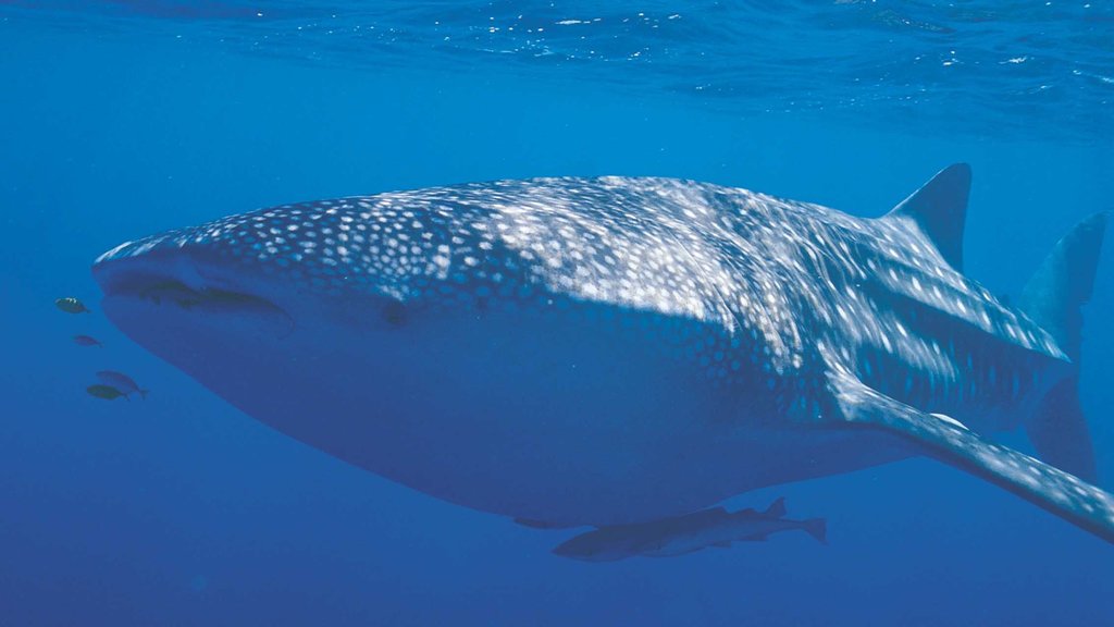 Coral Coast showing marine life