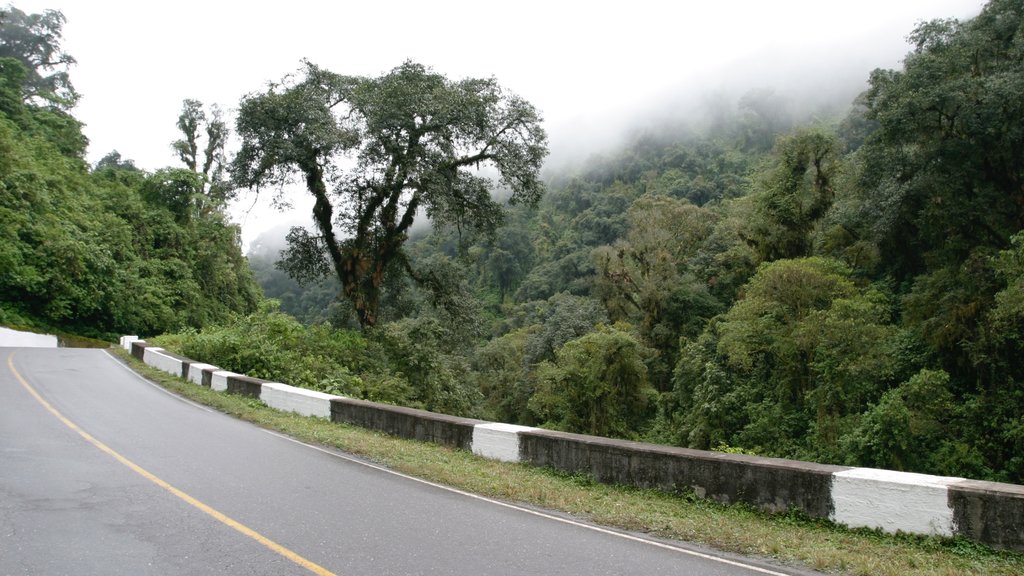 Tafi del Valle featuring tranquil scenes, forests and mist or fog