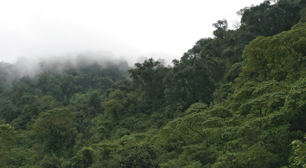 Tafi del Valle ofreciendo niebla o neblina y imágenes de bosques