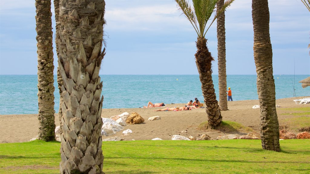 Los Alamos Beach showing general coastal views and tropical scenes