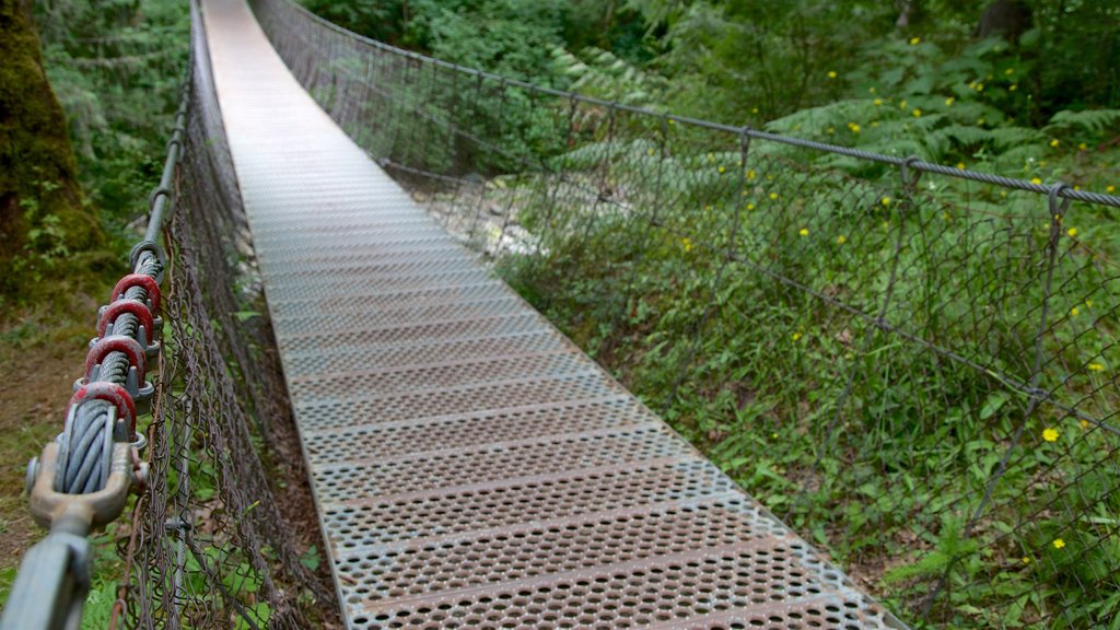 Parque Provincial de las Cuevas del Lago Horne que incluye bosques y un puente colgante o una pasarela