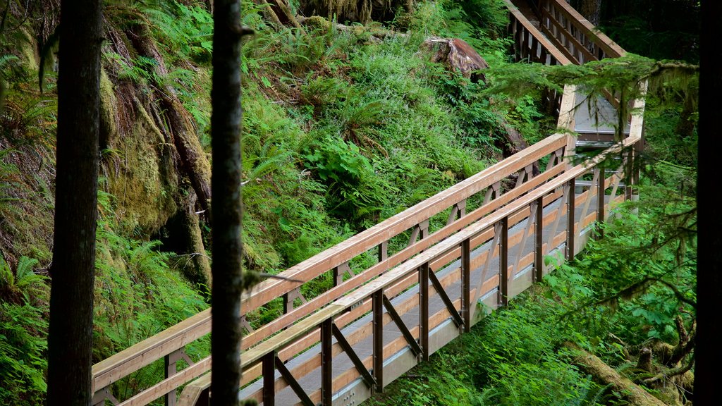 Horne Lake Caves Provincial Park featuring a bridge and forests