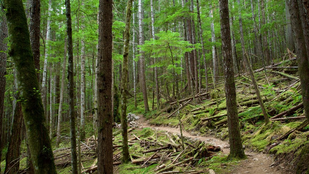 Parque Provincial de las Cuevas del Lago Horne mostrando escenas forestales