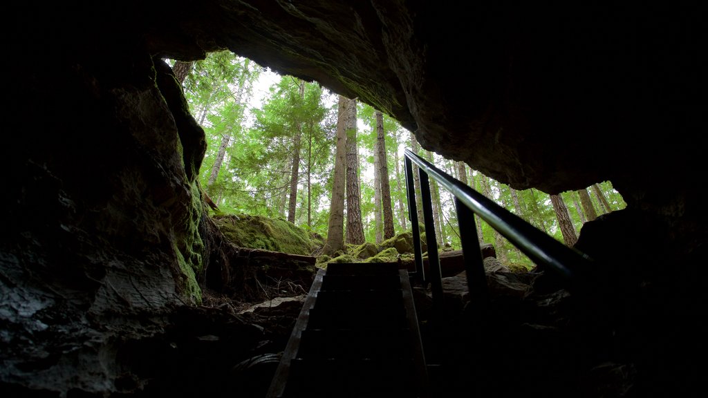 Horne Lake Caves Provincial Park showing caving and forests