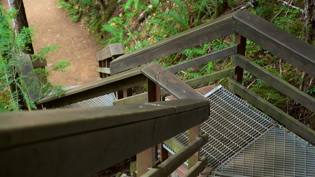 Horne Lake Caves Provincial Park