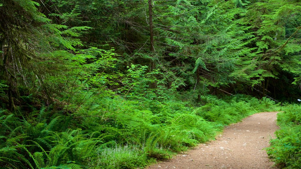 Horne Lake Caves Provincial Park montrant forêts