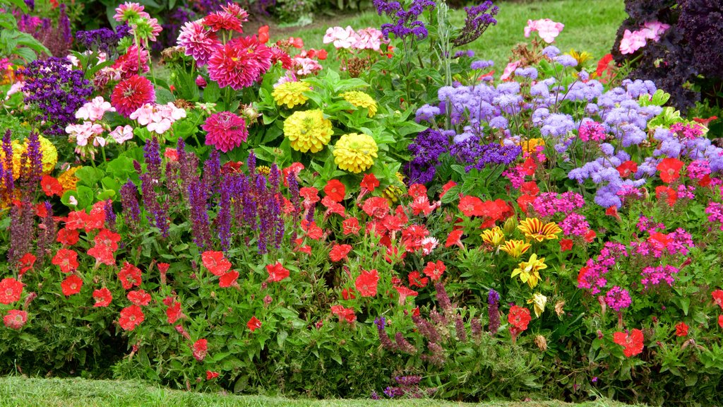 Chateau de Dinan showing flowers