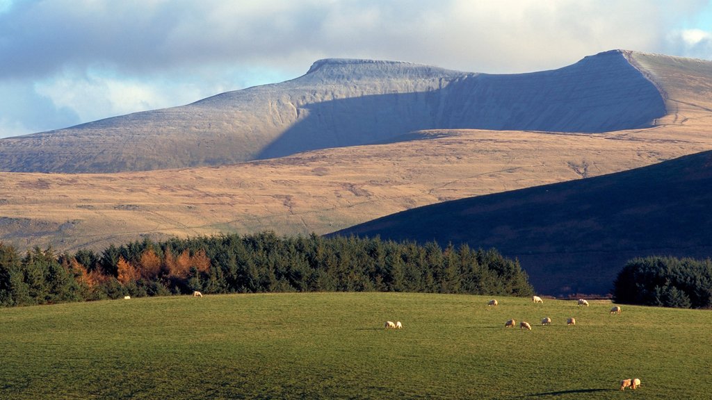 Brecon showing landscape views, farmland and mountains