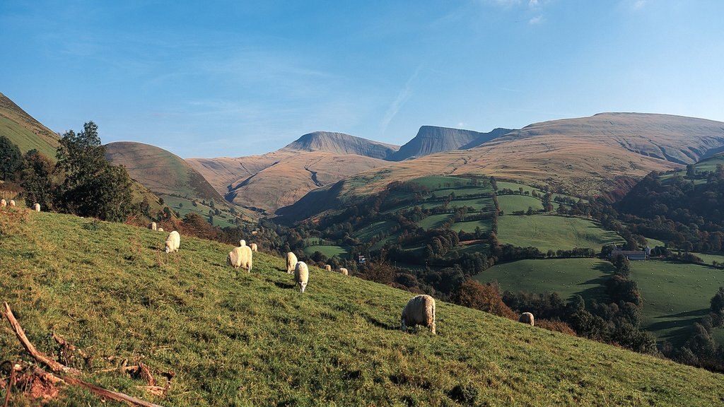 Powys which includes farmland, cuddly or friendly animals and tranquil scenes