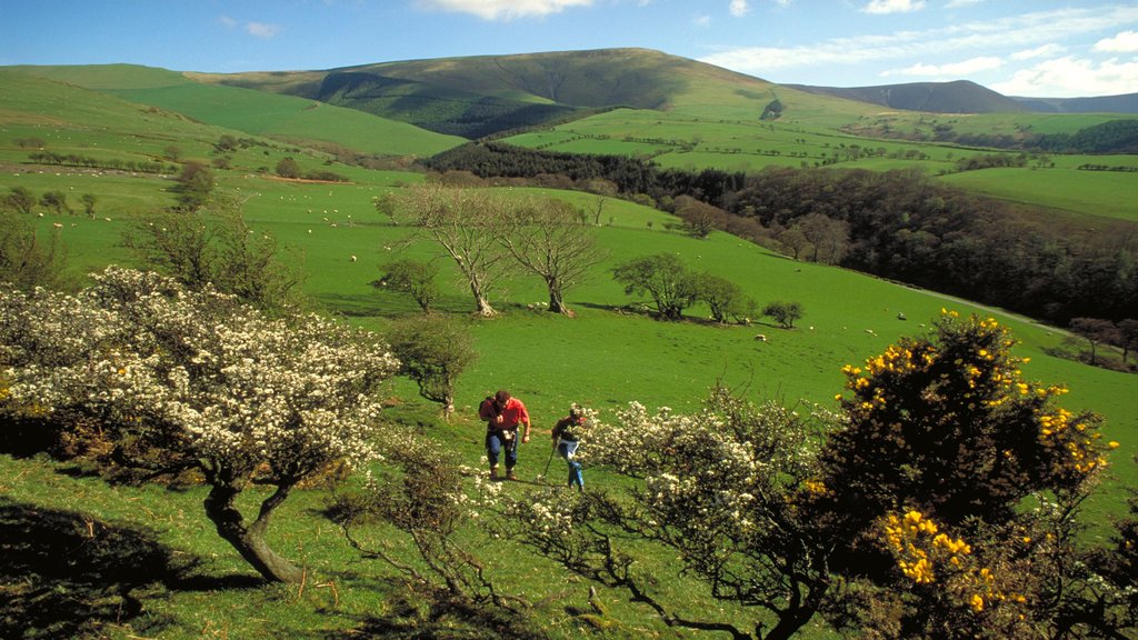 Machynlleth mostrando cenas tranquilas, escalada ou caminhada e flores silvestres