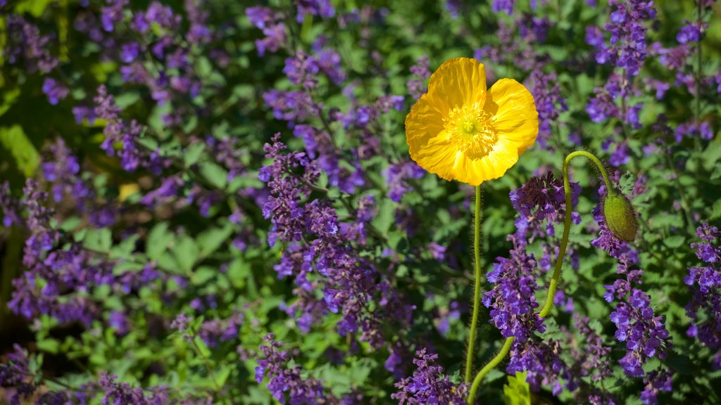 Red Butte Garden and Arboretum mostrando flores