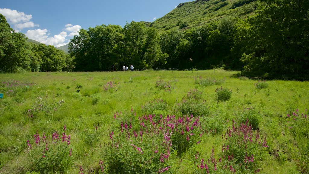 Red Butte Have og Arboretum som viser fredfyldte omgivelser og blomster