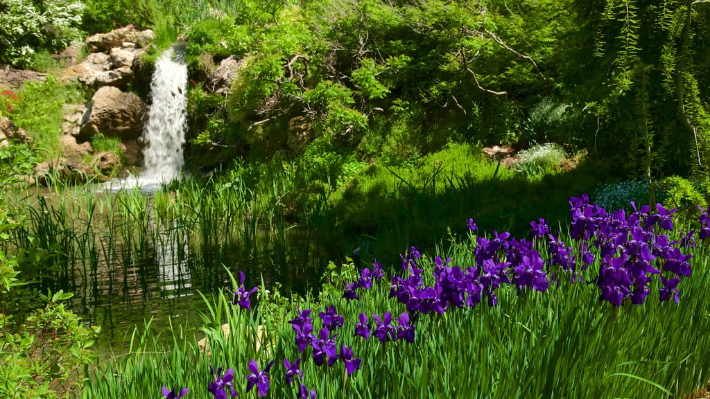 Red Butte Garden and Arboreteum showing a park and flowers