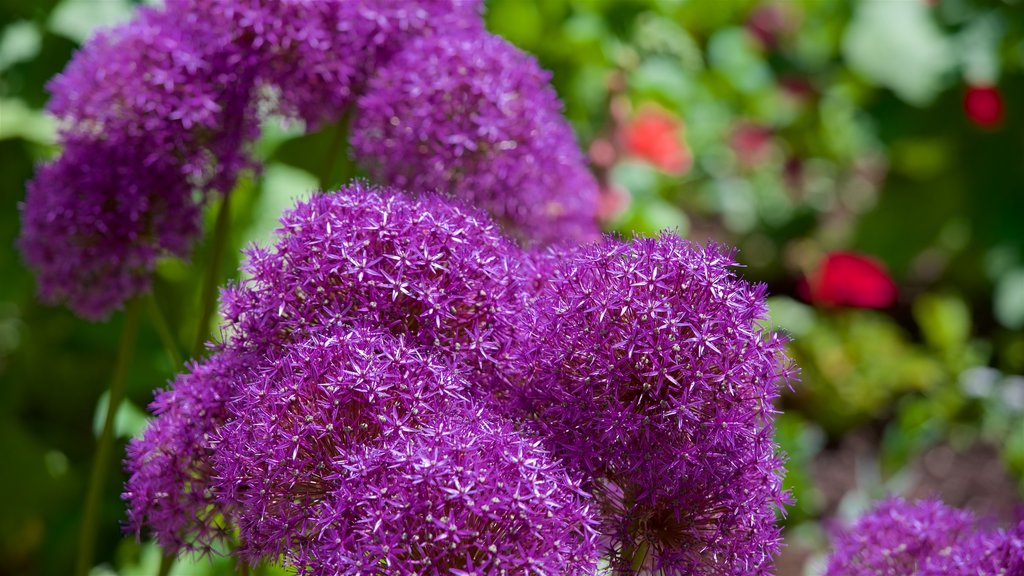 Lion House which includes flowers