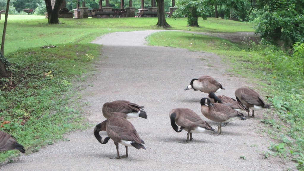 Lincoln Monument which includes bird life and a garden