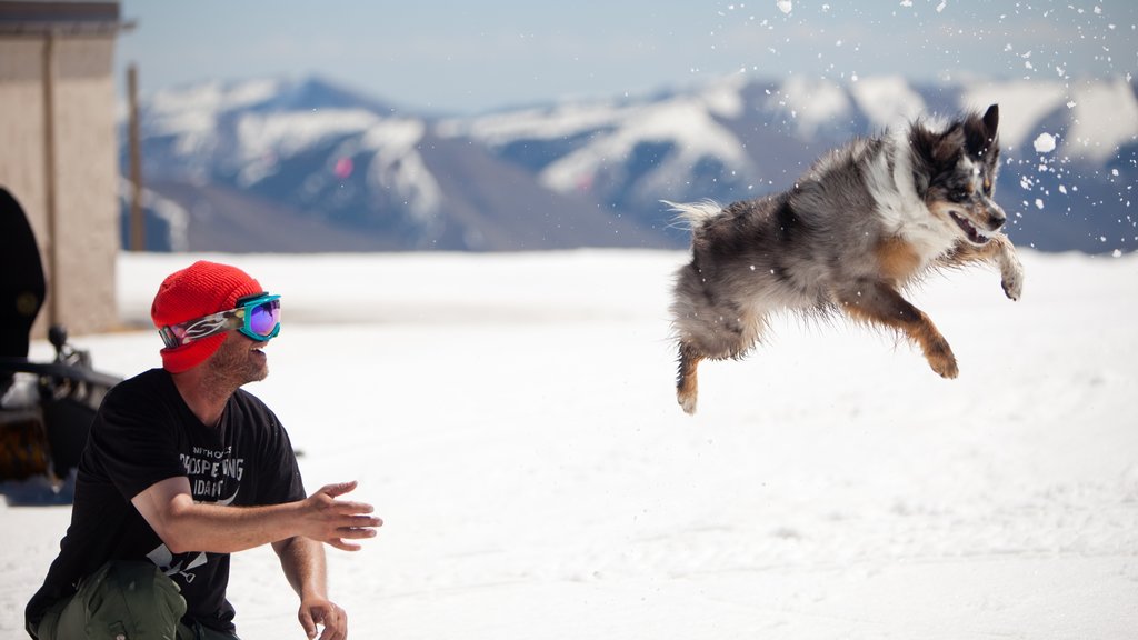 Sun Valley showing snow and cuddly or friendly animals as well as an individual male