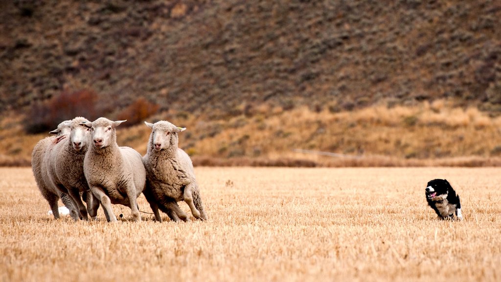 Sun Valley showing cuddly or friendly animals and tranquil scenes