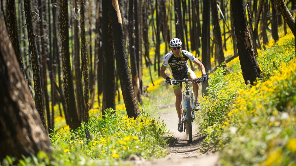 Sun Valley ofreciendo ciclismo de montaña y escenas forestales y también un hombre