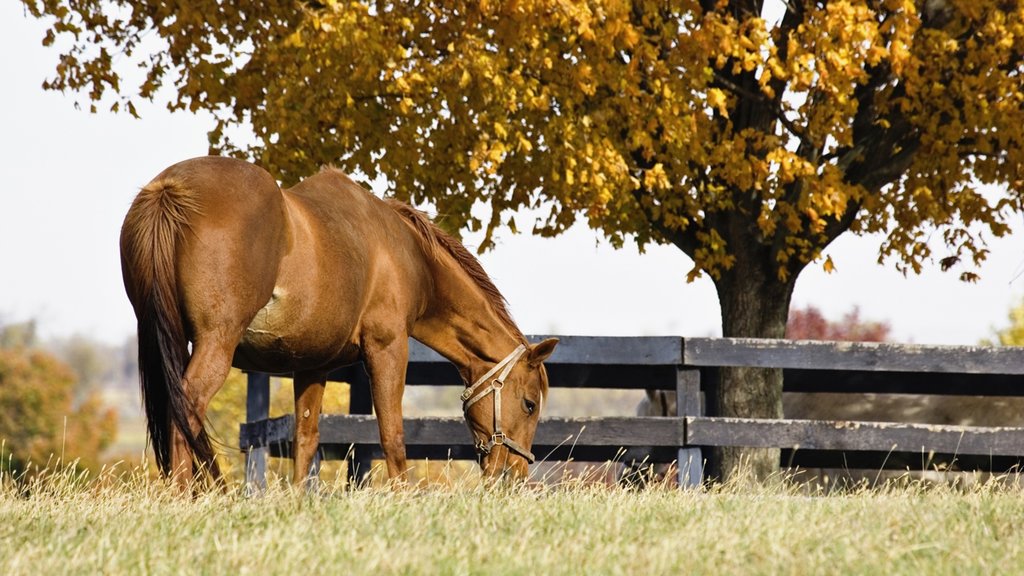 Lexington ofreciendo escenas tranquilas y animales terrestres