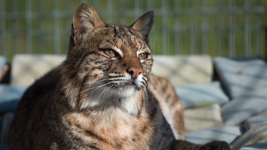 Turpentine Creek Wildlife Refuge showing zoo animals and dangerous animals