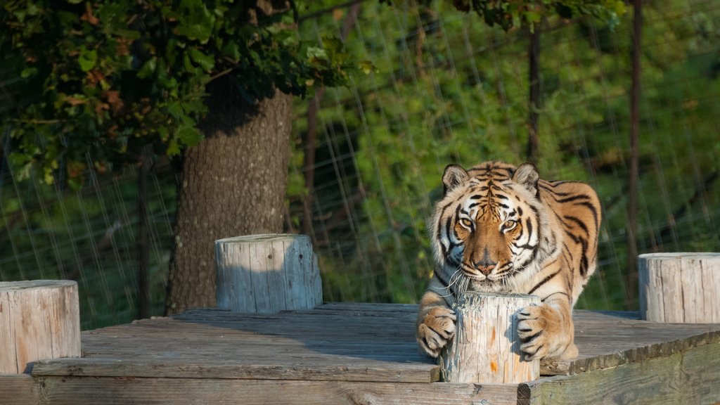 Turpentine Creek Wildlife Refuge showing zoo animals and dangerous animals