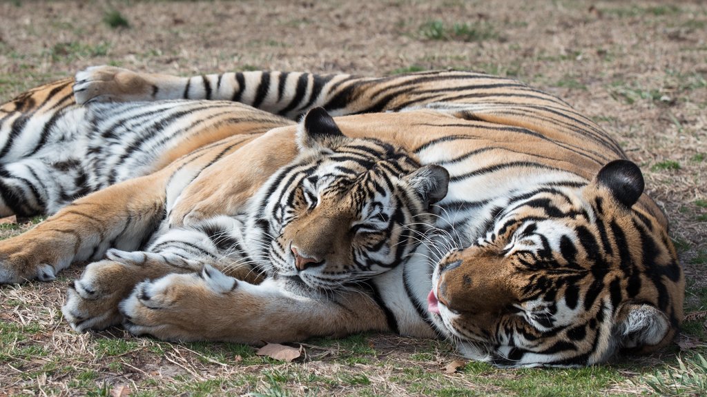 Turpentine Creek Wildlife Refuge featuring dangerous animals and zoo animals